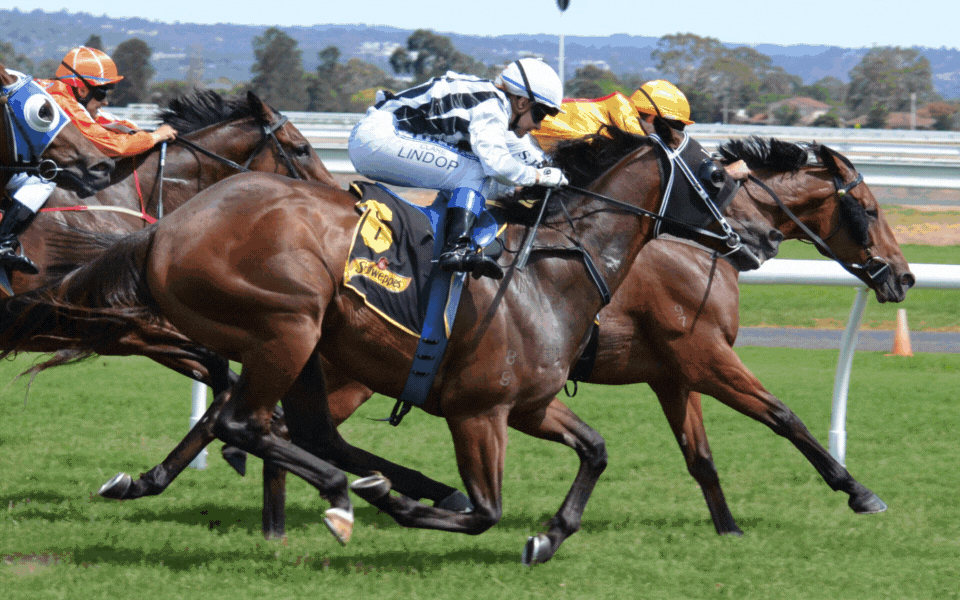 Melbourne Cup Web Banner - Crowd